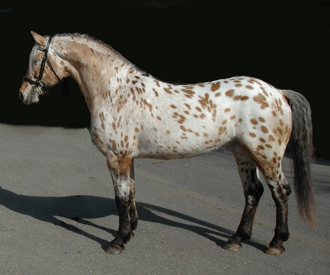 Specialty_Imperial Heritage Horse